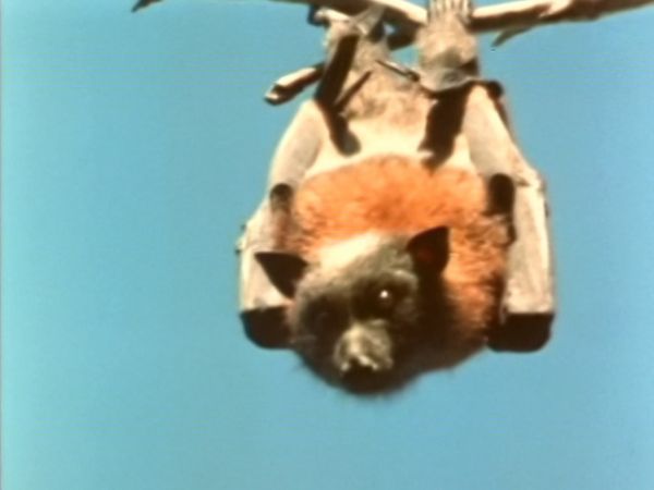 Vero o Falso? - Chi ha paura dei pipistrelli? - Lupus in fabula