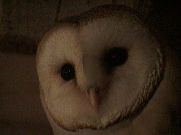 Vero o Falso? - Uccelli del malaugurio - La farmacia nel bosco