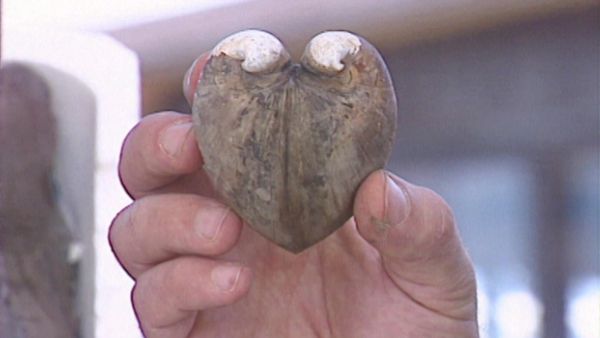Vero o Falso? - Strano ma vero - Vegetariani per forza