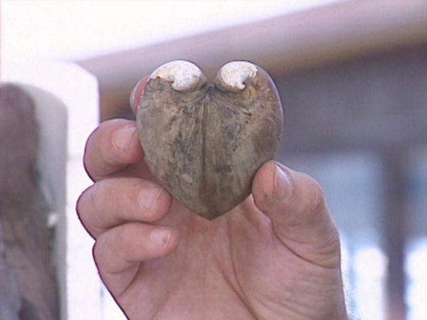 Vero o Falso? - Strano ma vero - Vegetariani per forza