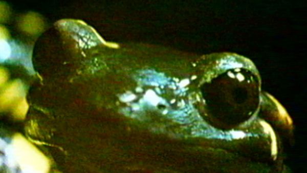 Vero o Falso? - La salamandra - Serpenti si nasce