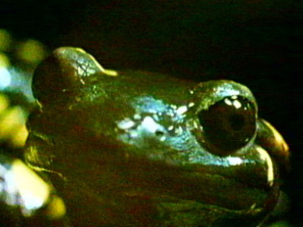Vero o Falso? - La salamandra - Serpenti si nasce