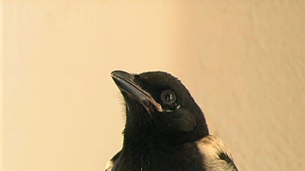 Alla scoperta della natura - L'ospedale dei rapaci