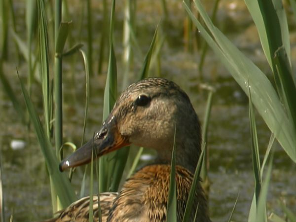 Alla scoperta della natura - Gente di valle