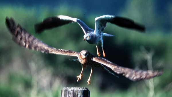 Alla scoperta della natura - Colfiorito, il paradiso nascosto