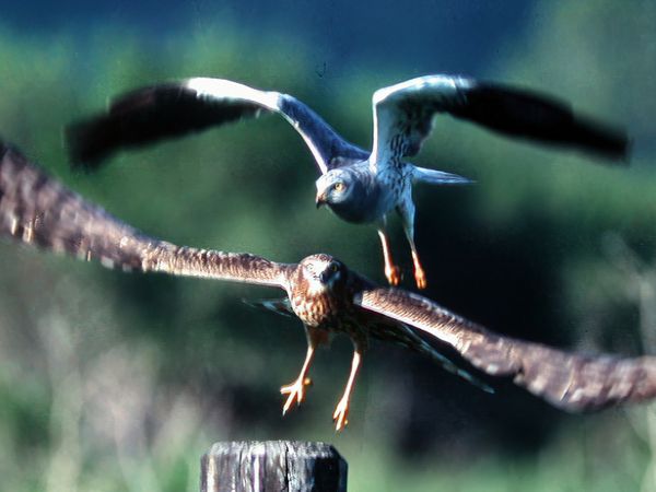 Alla scoperta della natura - Colfiorito, il paradiso nascosto
