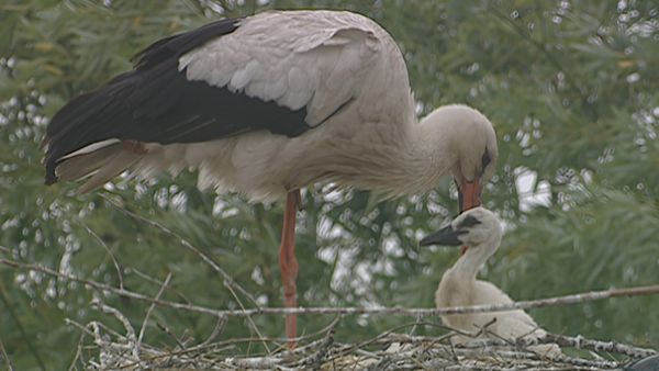 Alla scoperta della natura - Il territorio del Delta del Po