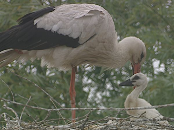 Alla scoperta della natura - Il territorio del Delta del Po