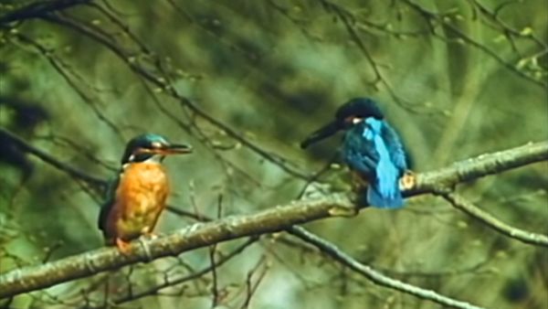 Alla scoperta della natura - Richiami d'amore