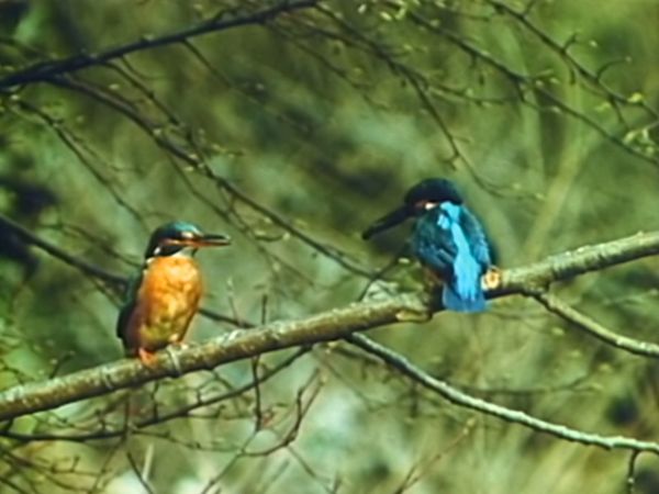 Alla scoperta della natura - Richiami d'amore