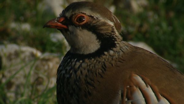 Alla scoperta della natura - Aurunci i monti della lunga vita