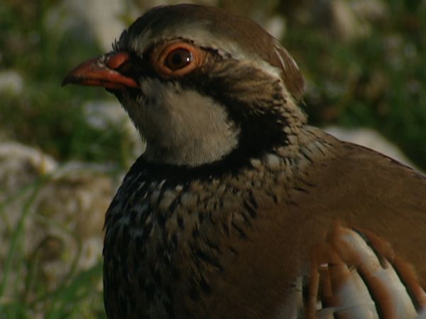Alla scoperta della natura - Aurunci i monti della lunga vita