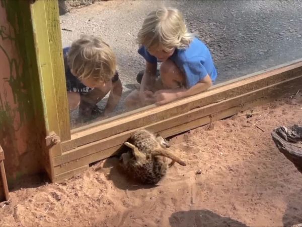 Sky and Finn - More Animal Fun