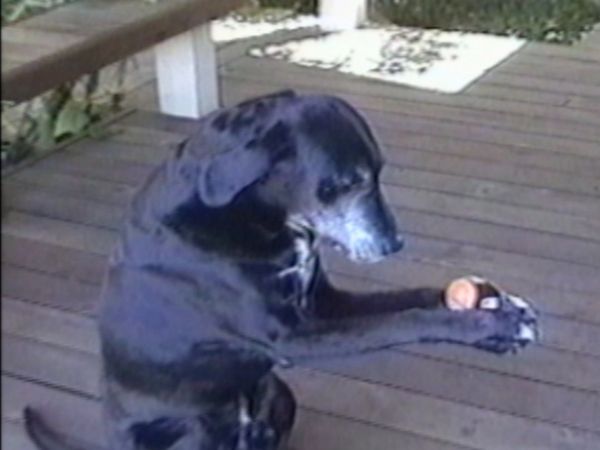 Life's Funniest Moments - Bingo!