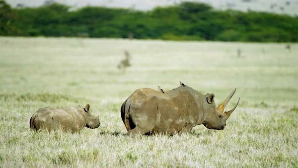 Diários Da Vida Selvagem No Quênia - Vida Selvagem em Extinção
