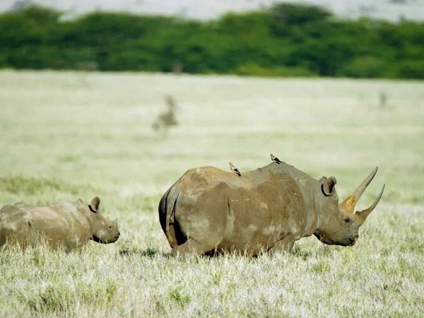 Diários Da Vida Selvagem No Quênia - Vida Selvagem em Extinção