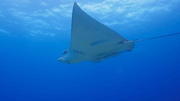 Grande Azul Selvagem - Bahamas