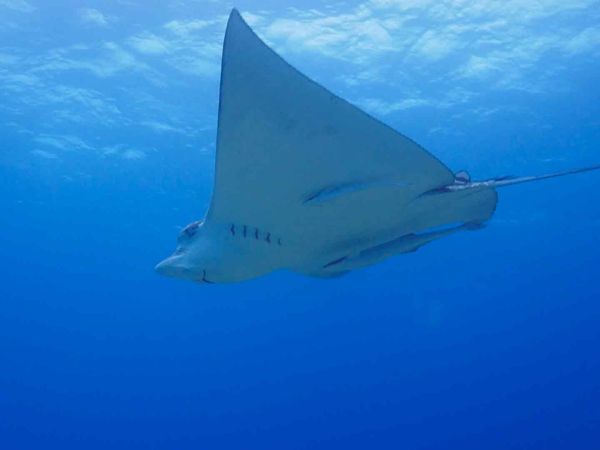 Grande Azul Selvagem - Bahamas