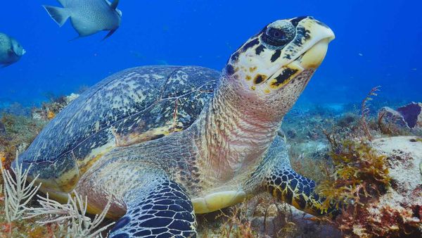Grande Azul Selvagem - Cozumel