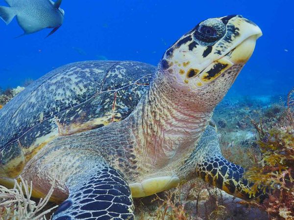 Grande Azul Selvagem - Cozumel