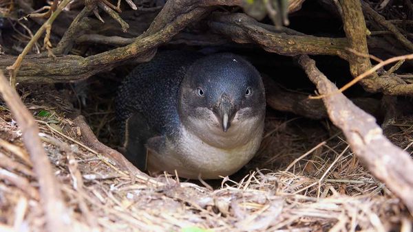 Impérios Animais - Animais em Estado Selvagem