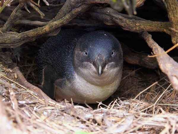 Impérios Animais - Animais em Estado Selvagem