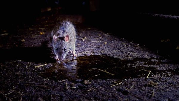 Impérios Animais - Infestação