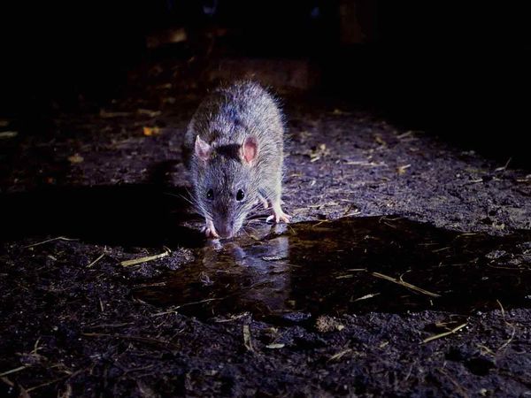 Impérios Animais - Infestação