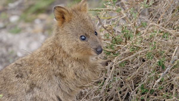 Segredos Da Austrália Selvagem - A Vida Secreta dos Mini Marsupiais