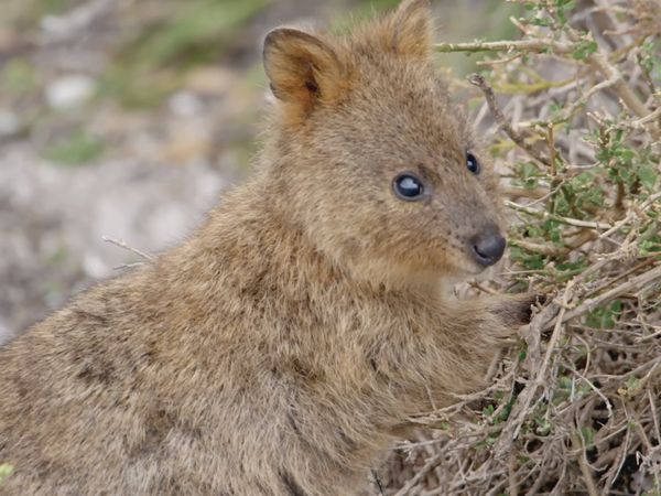 Segredos Da Austrália Selvagem - A Vida Secreta dos Mini Marsupiais