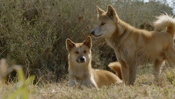 Segredos Da Austrália Selvagem - A Vida Secreta do Dingo
