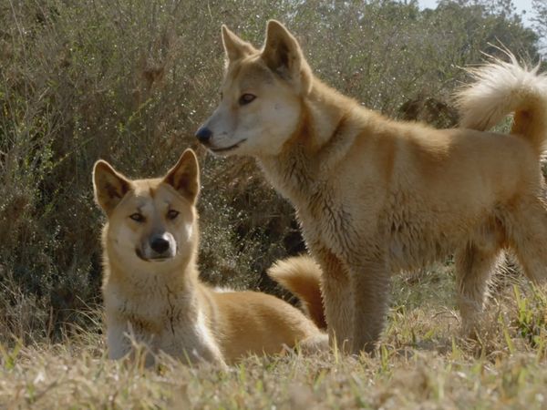 Segredos Da Austrália Selvagem - A Vida Secreta do Dingo