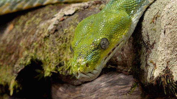 Segredos Da Austrália Selvagem - A Vida Secreta das Cobras