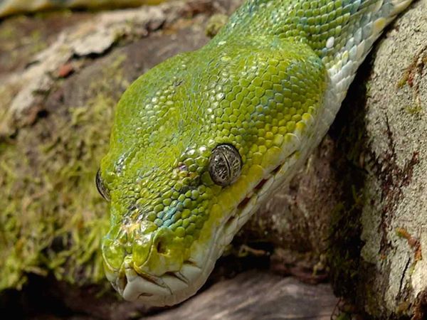 Segredos Da Austrália Selvagem - A Vida Secreta das Cobras