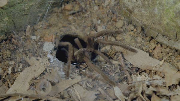 Segredos Da Austrália Selvagem - A Vida Secreta de Insetos e Borboletas