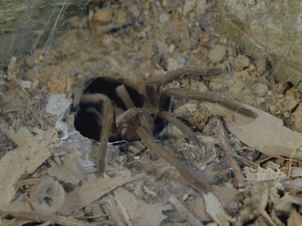 Segredos Da Austrália Selvagem - A Vida Secreta de Insetos e Borboletas