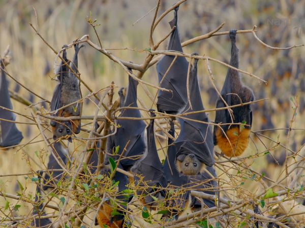 Segredos Da Austrália Selvagem - A Vida Secreta da Raposa Voadora