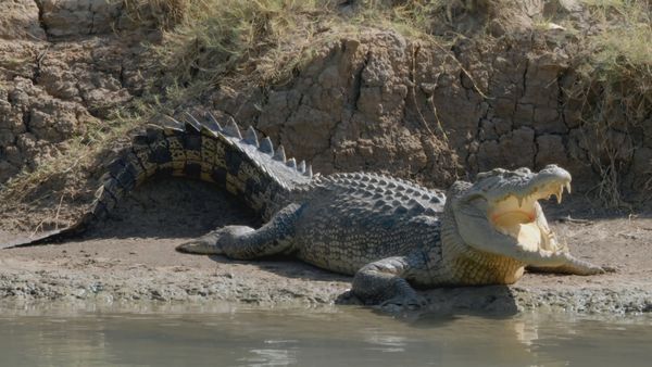 Segredos Da Austrália Selvagem - A Vida Secreta dos Crocodilos