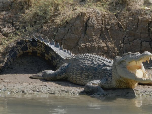Segredos Da Austrália Selvagem - A Vida Secreta dos Crocodilos