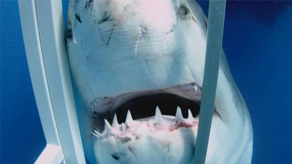 Esquadrão Tubarão - Bimini Sharklab