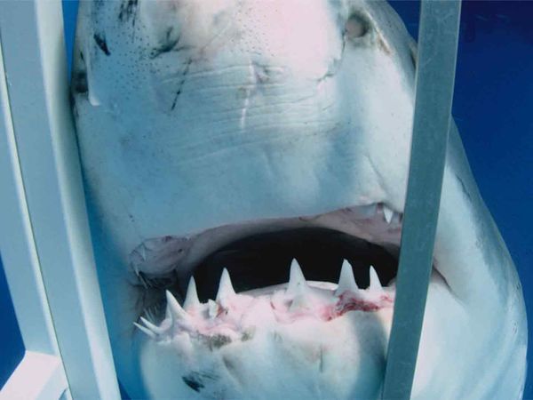 Esquadrão Tubarão - Bimini Sharklab