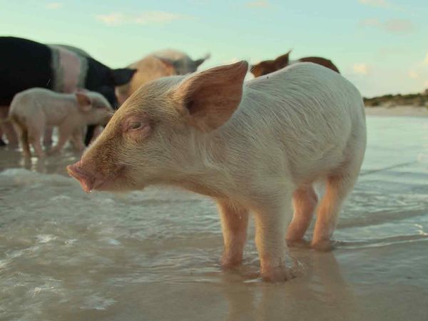 Impérios Animais - Migração