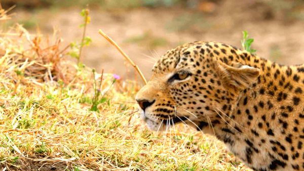Caçadores Da África - O Leopardo Faminto