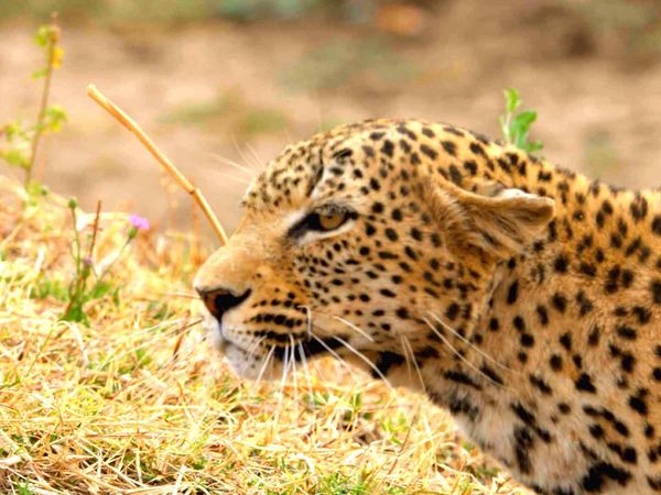 Caçadores Da África - O Leopardo Faminto