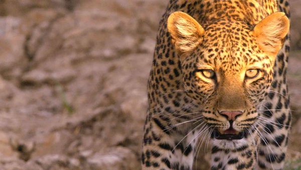 Caçadores Da África - A Última Resistência de uma Leoparda