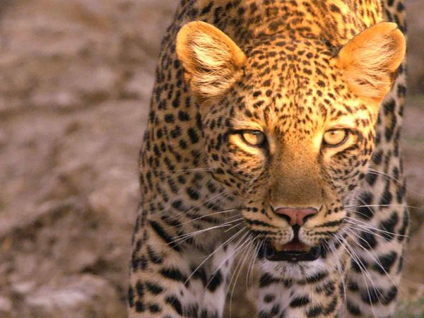 Caçadores Da África - A Última Resistência de uma Leoparda