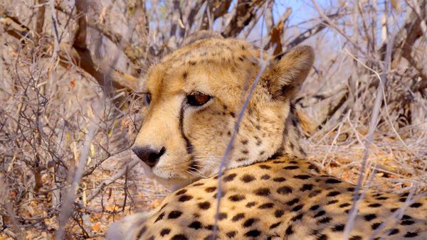 Garras E Mandíbulas Da África - O Sarilho do Predador
