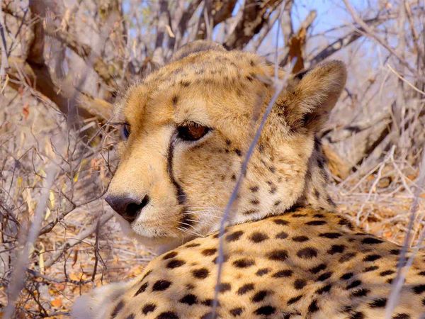 Garras E Mandíbulas Da África - O Sarilho do Predador