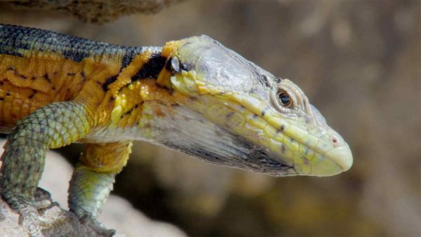 Garras E Mandíbulas Da África - Répteis Extraordinários