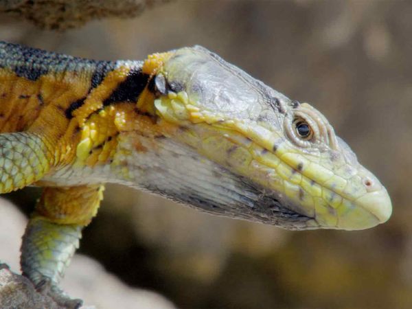 Garras E Mandíbulas Da África - Répteis Extraordinários